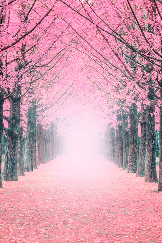 Cherry blossom path